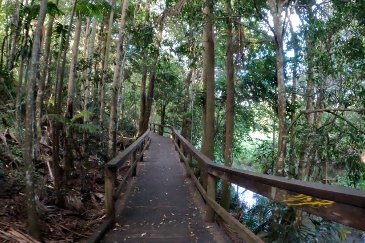 Scenic view along the Maleny Trails boardwalk cycling through subtropical rainforest near Obi Obi Creek, part of the Maleny Magic e-Bike Tour.