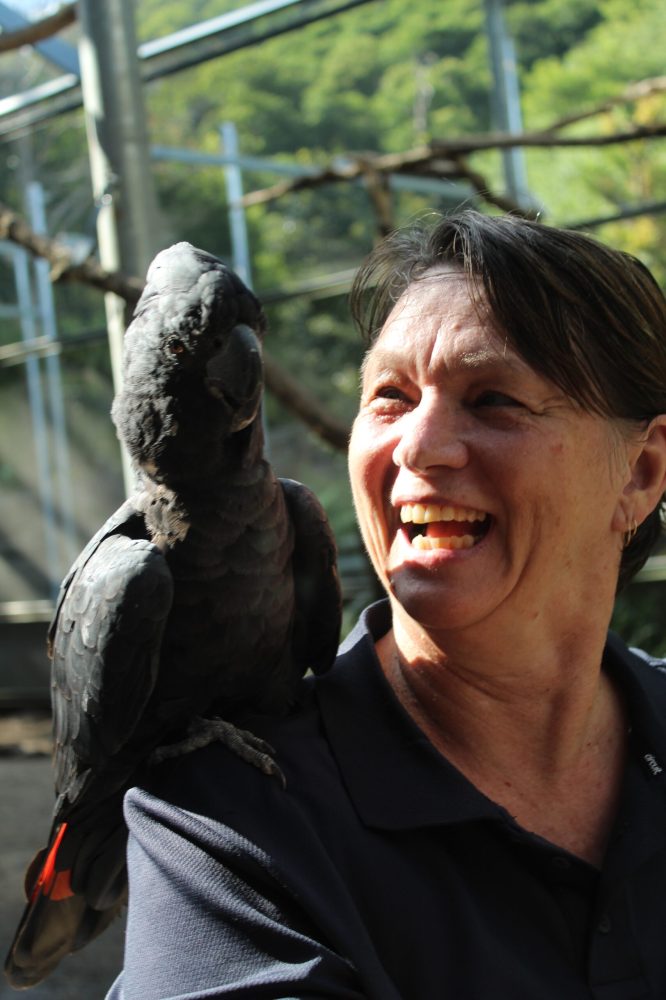 ecoTekkSC owner Tracey smiling joyfully as a Black Cockatoo lands on her left shoulder at Maleny Bird World.