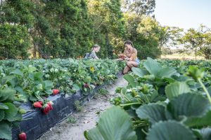 Pick your own strawberries at the farm.