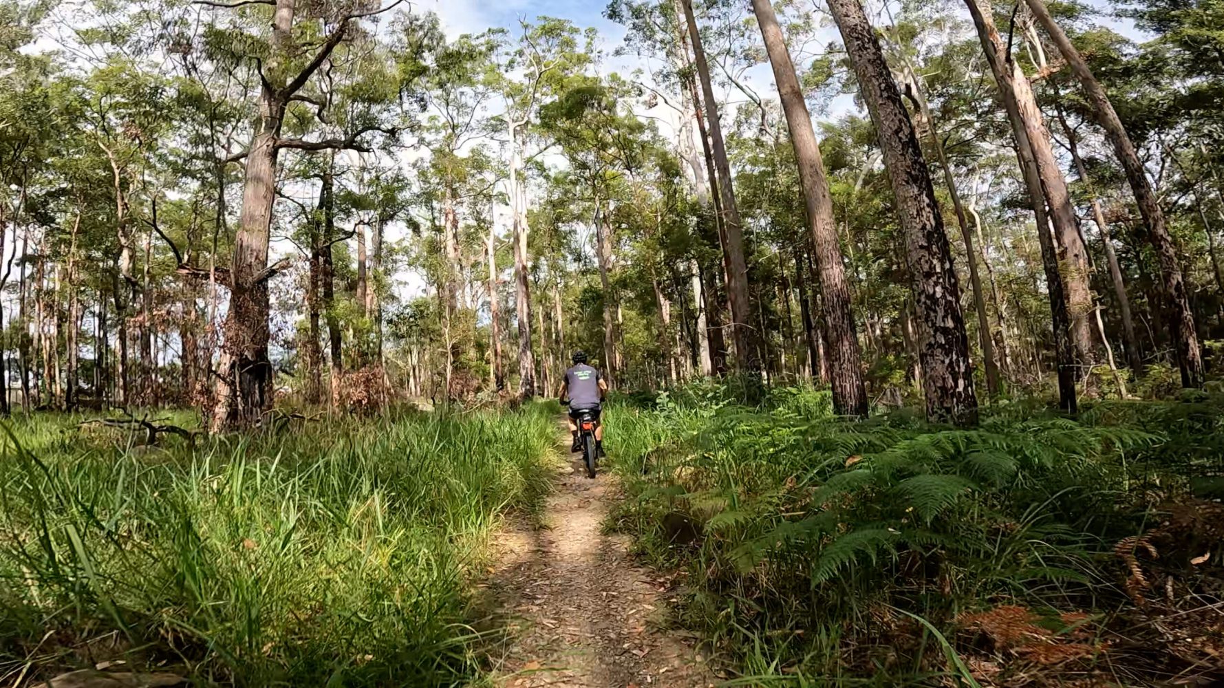 MTB rider on an EcoTekk Sunshine Coast hire e-MTB exploring the Pink Bloodwood dry sclerophyll forest along the Myla Track in Dularcha National Park.