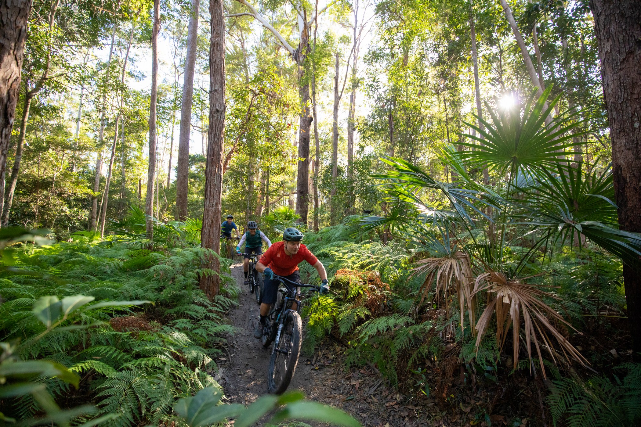 Bicycle Adventures Redwoods Mountain Bike Hire Explore Wooroi MTB